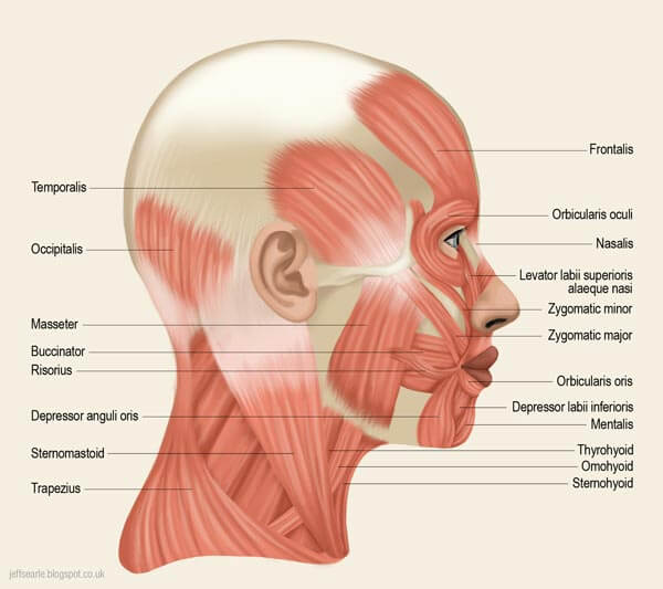顳顎關節症候群的成因2-顳顎關節症候群Neuromuscular-Disorder-張智洋醫師 small